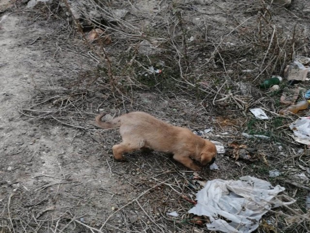 YAVRU KÖPEKLERİ İTFAİYE KURTARDI