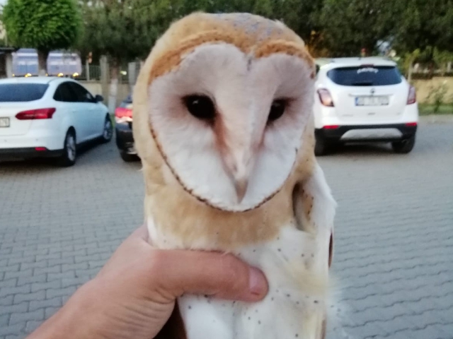 YOLDA BULUNAN BAYKUŞ KORUMAYA ALINDI