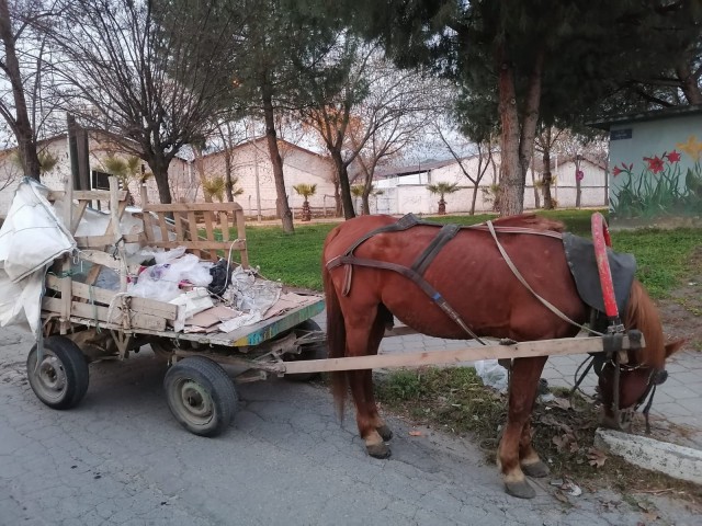 AT ARABALARI TRAFİKTEN MEN EDİLDİ