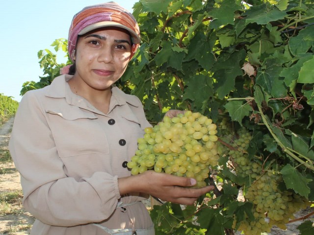 SULTANİ ÜZÜMDE HASAT BAŞLADI