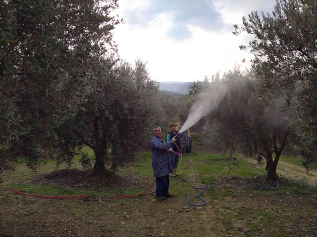 Baraj gölü deniz etkisi yaptı zeytinde bereket arttı