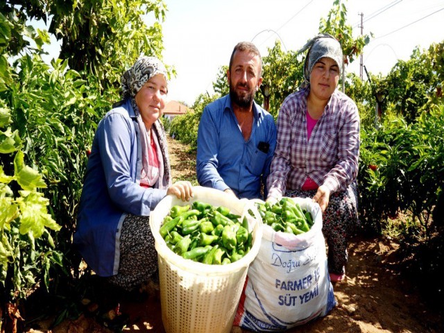 EMCELLİ BİBERİ'NE COĞRAFİ MAHREÇ İŞARETİ