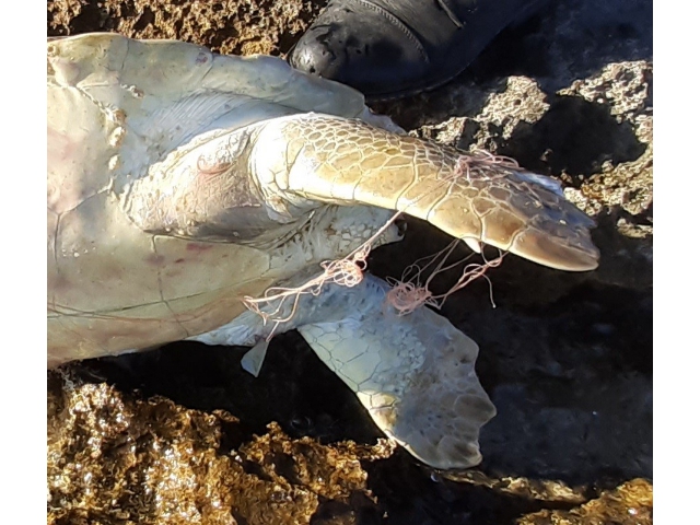 CARETTA CARETTA ÖLÜ BULUNDU