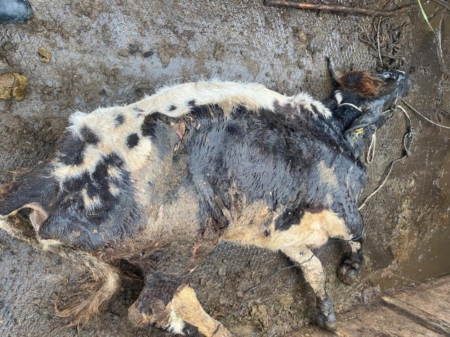 ŞAP HASTASI HAYVANI KESMEYE GİDERKEN YAKALANDI