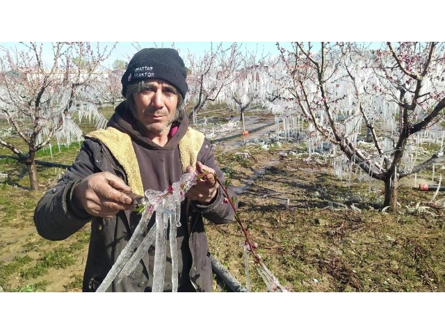 AĞAÇLARI SOĞUKTAN KORUMAK İÇİN İLGİNÇ YÖNTEM