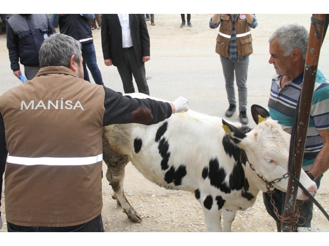 SARIGÖLLÜ HAYVAN ÜRETİCİLERİNE DESTEK