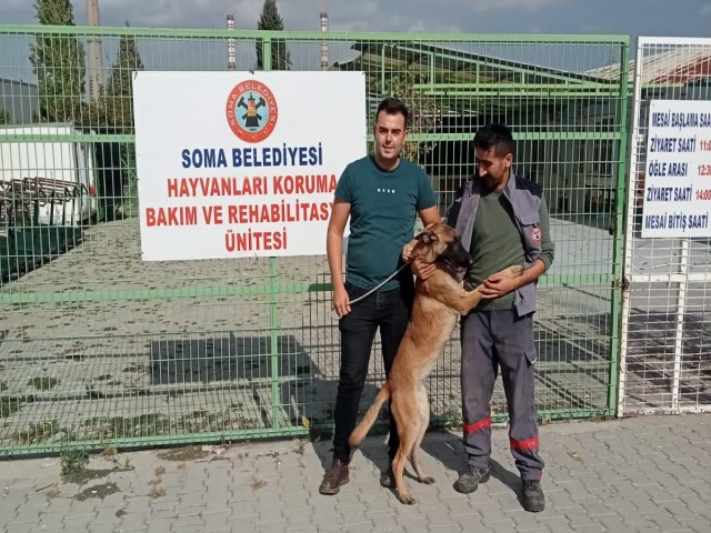 İZMİR'DE KAYBOLAN KÖPEK SOMA'DA SOKAKTA BULUNDU