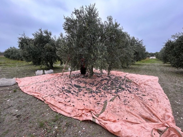 MANİSA'DA ZEYTİN HASADI TAMAMLANDI