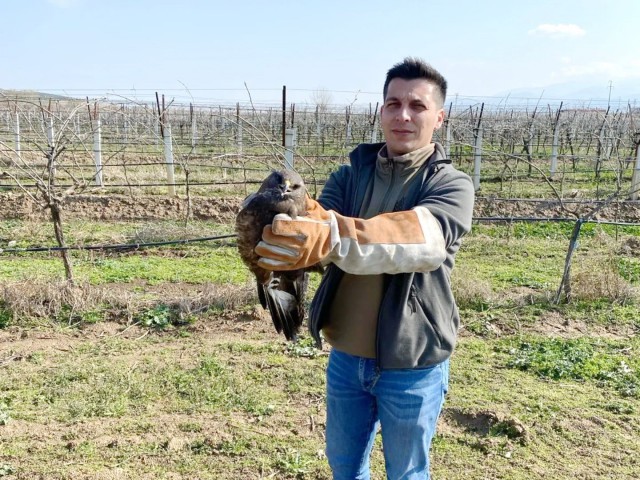 SALİHLİ'DE YARALI HALDE BULUNAN ŞAHİN TEDAVİ ALTINA ALINDI