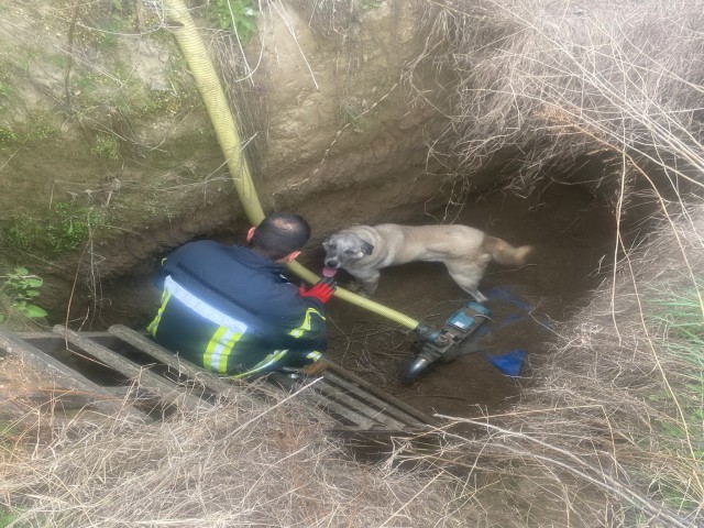 MANİSA'DA HAVUZA DÜŞEN KÖPEĞİN YARDIMINA İTFAİYE KOŞTU