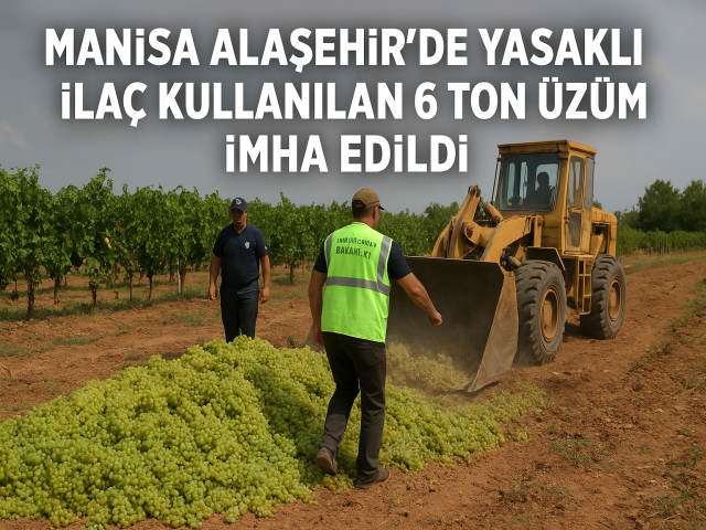 Manisa Alaşehir’de 6 Ton Üzüm İmha Edildi