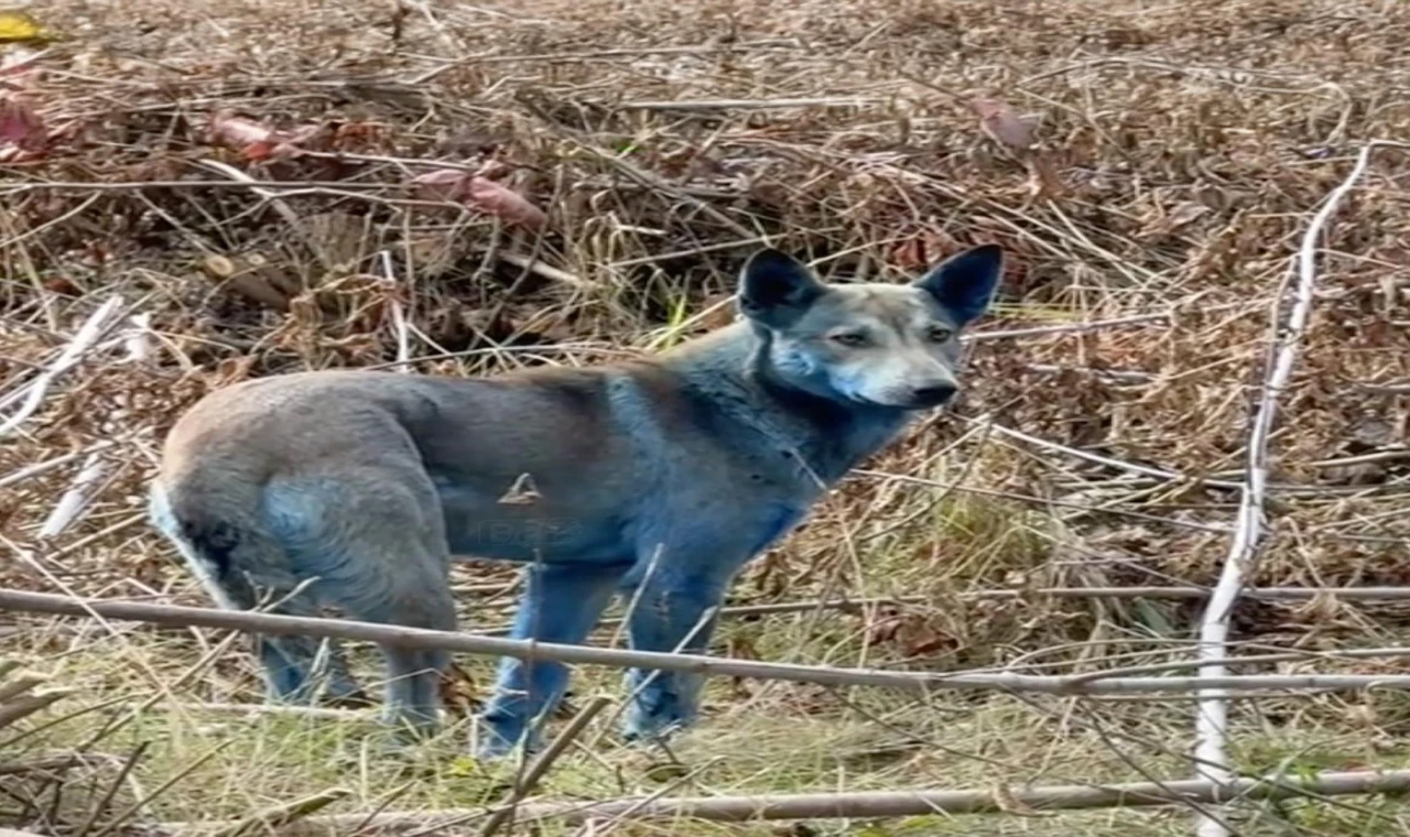 Çernobil’de Mavi Köpekler Görüldü