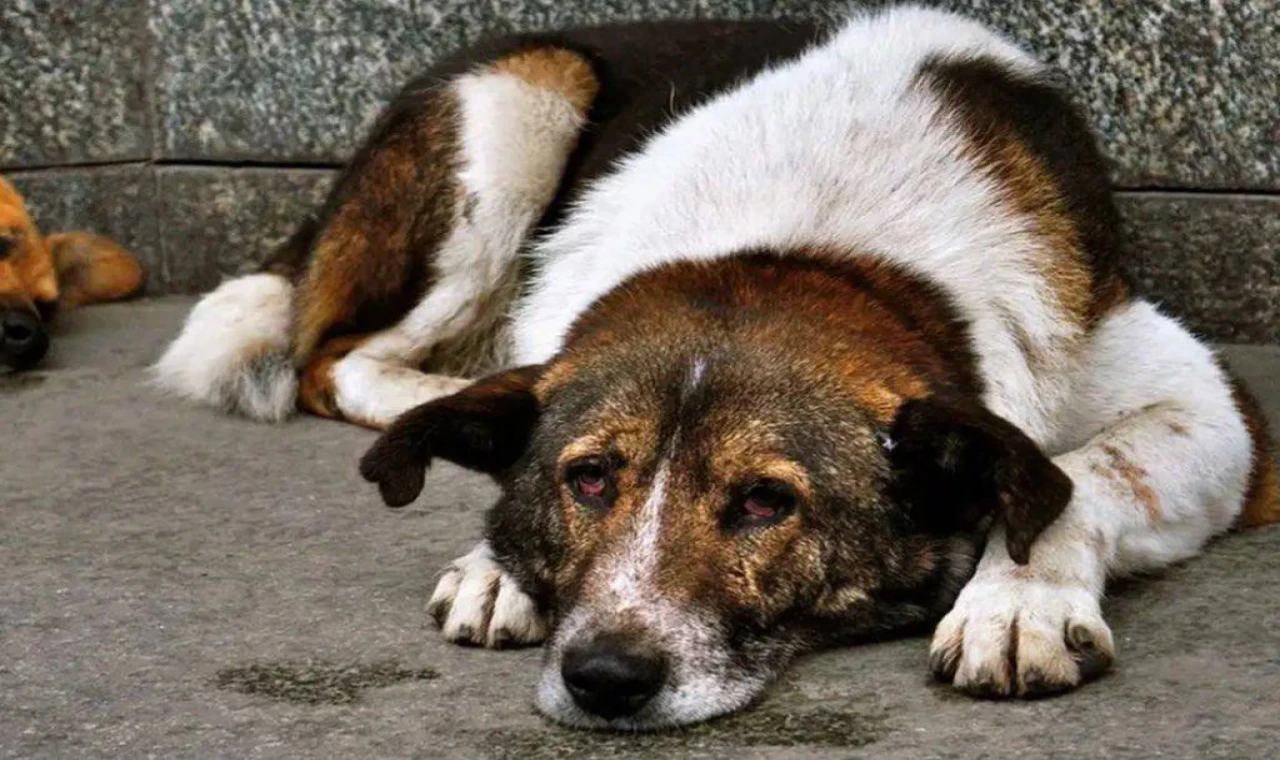 İstanbul’da Sokak Köpeklerini Kontrolsüz Beslemek Yasaklandı!
