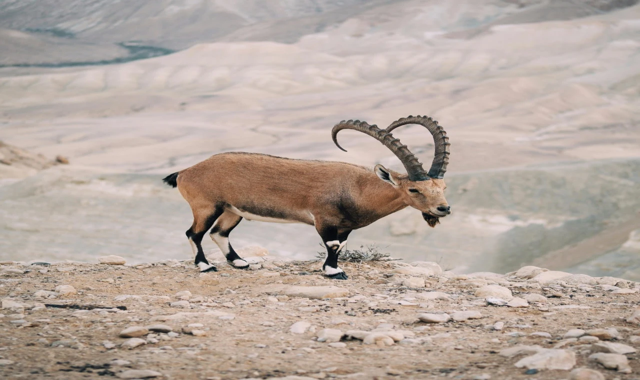 Konya’da 2 yaban keçisini öldüren 3 kişiye 1 milyon 901 bin lira ceza!