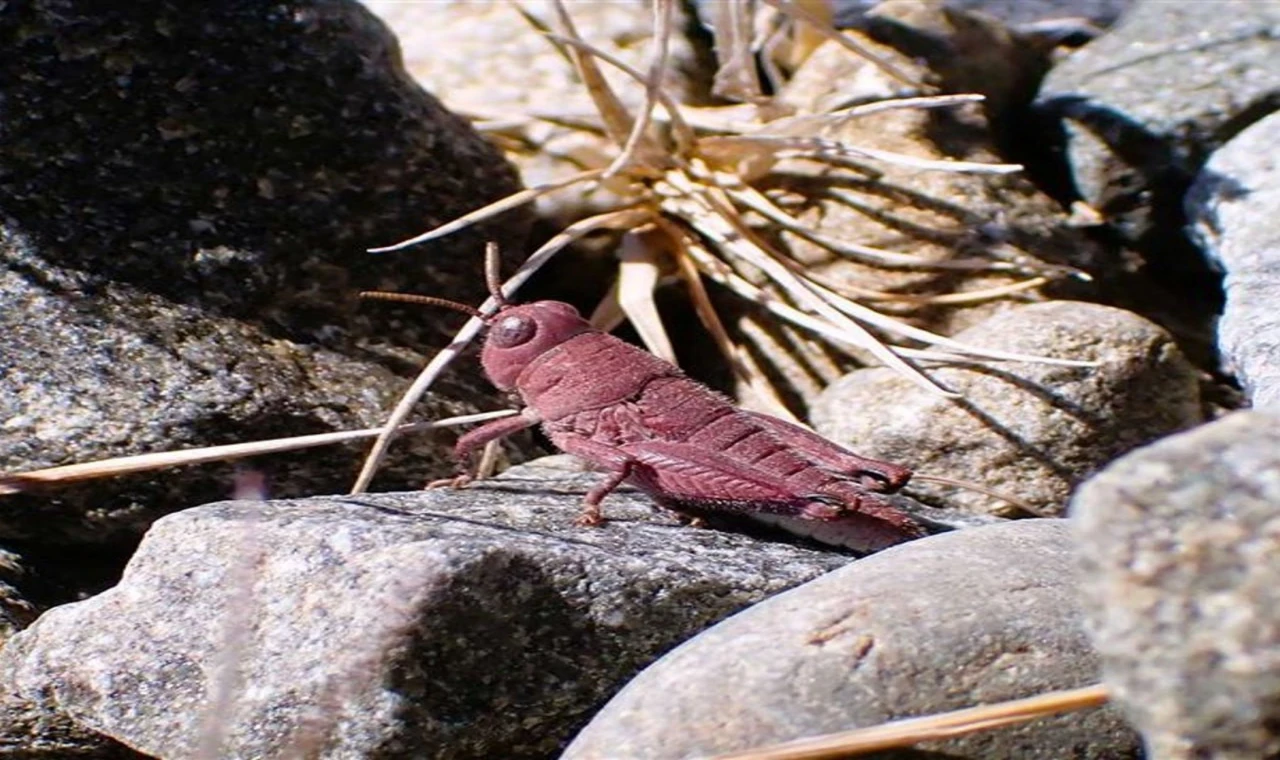 Yeni Zelanda’da Nadir Pembe Çekirge Görüldü