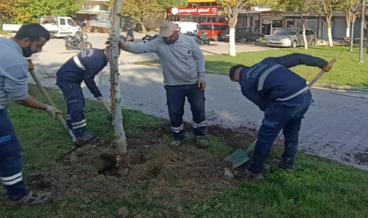 YUNUSEMRE’DE AĞAÇLANDIRMA ÇALIŞMALARI SÜRÜYOR