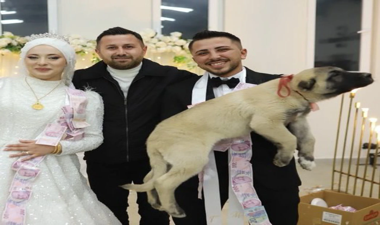 Denizli'de Bir Düğünde Gelin Ve Damada Takı Olarak Köpek Takıldı!