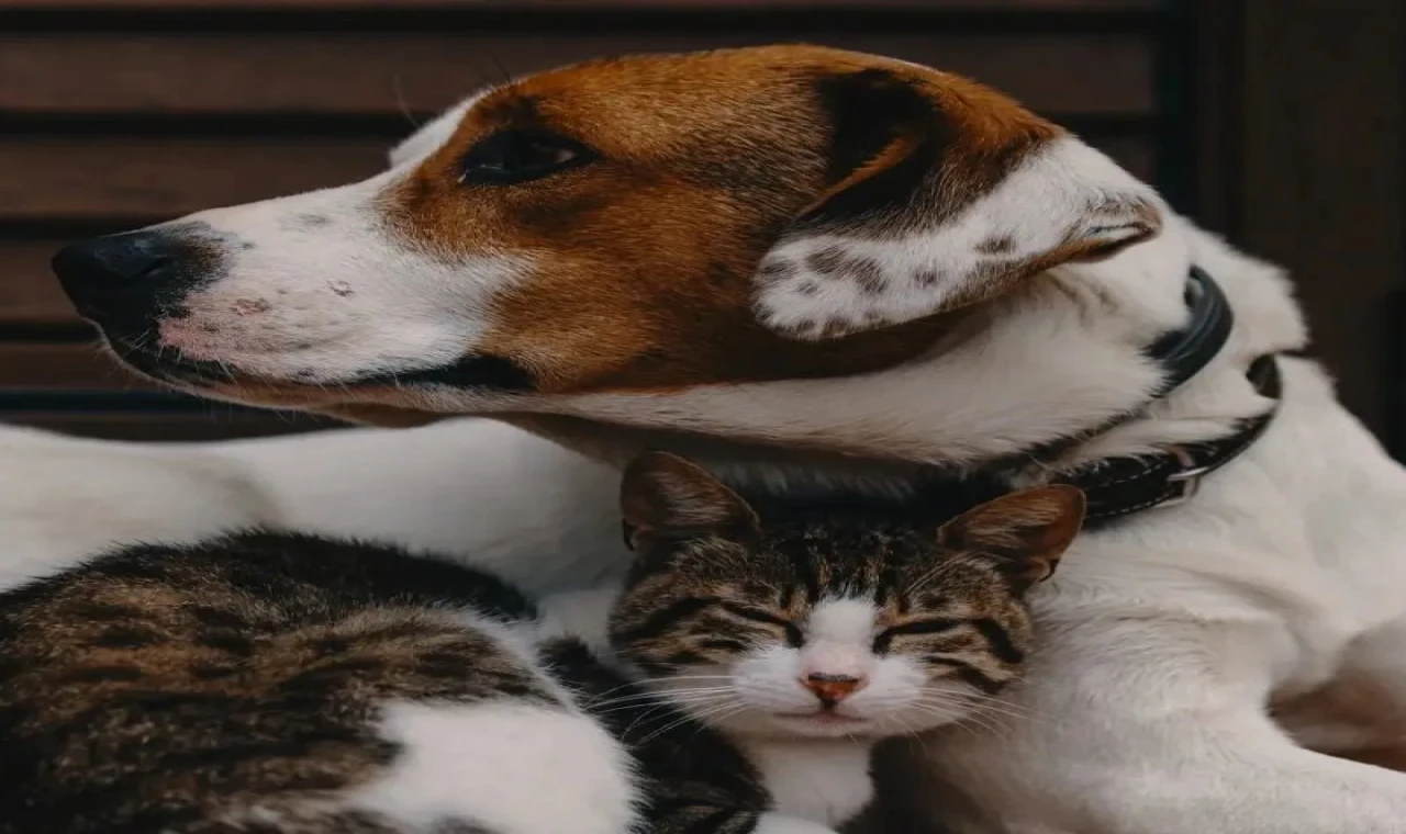 Evcil Hayvanına Çip Taktırmayanlara 1 Ocak’tan İtibaren Ceza!