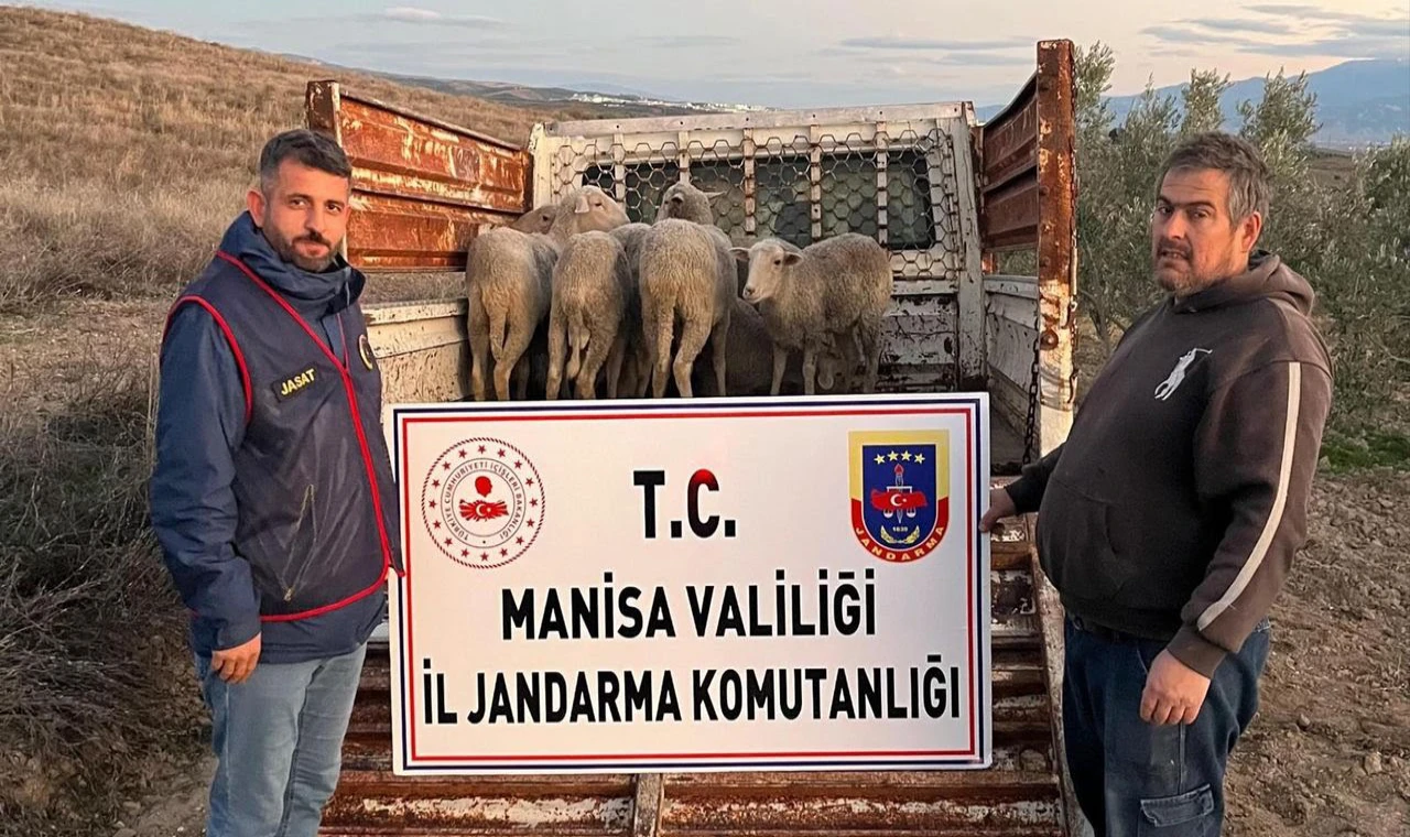 Salihli’de Çalınan 8 Koyun Jandarma Tarafından Bulundu