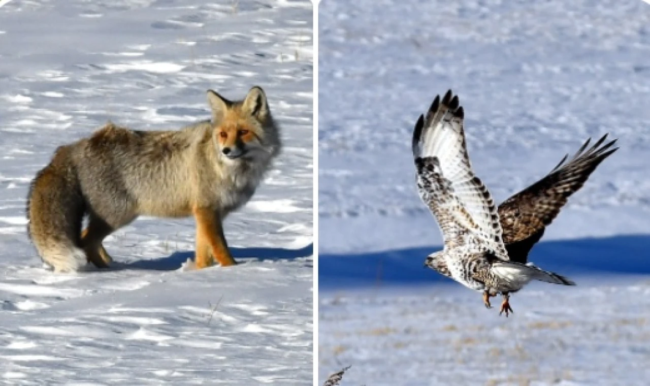 Sarıkamış’ta Kızıl Tilki ve Paçalı Şahin Görüntülendi