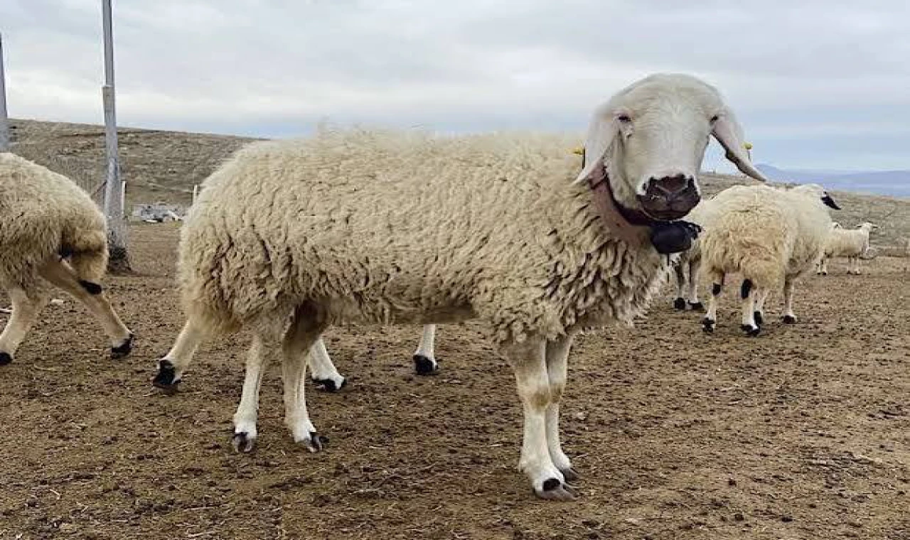 Zehir Tacirlerinden İnsanlık Dışı Yöntem Siirt’te Ortaya Çıktı!