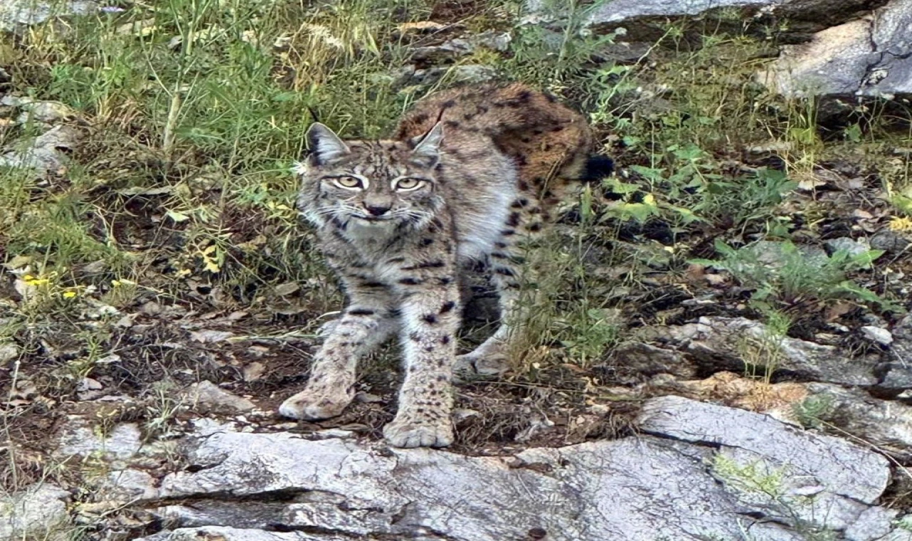 Erzincan’da “Ormanın Hayaleti” Vaşak Görüntülendi