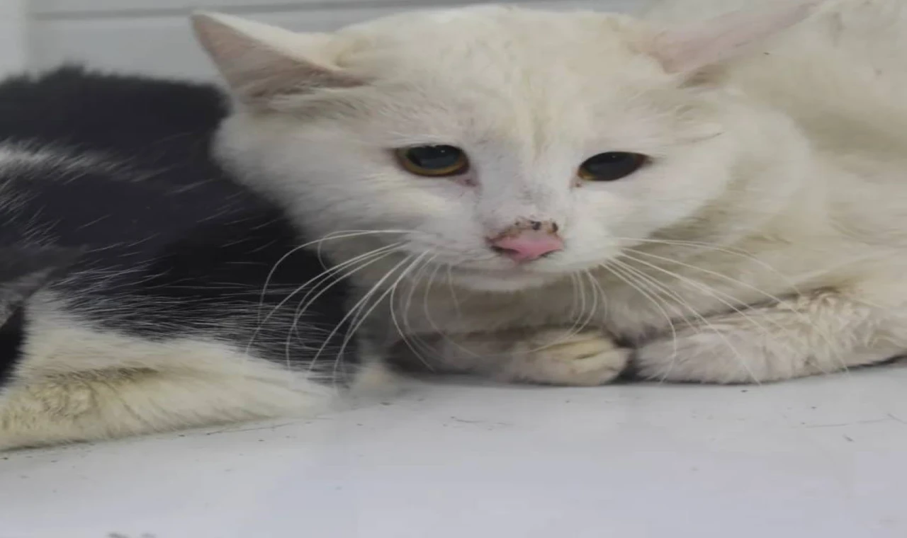 Kedilerin Barındığı Evde Yangın Çıktı, 26 Kedi Can Verdi!