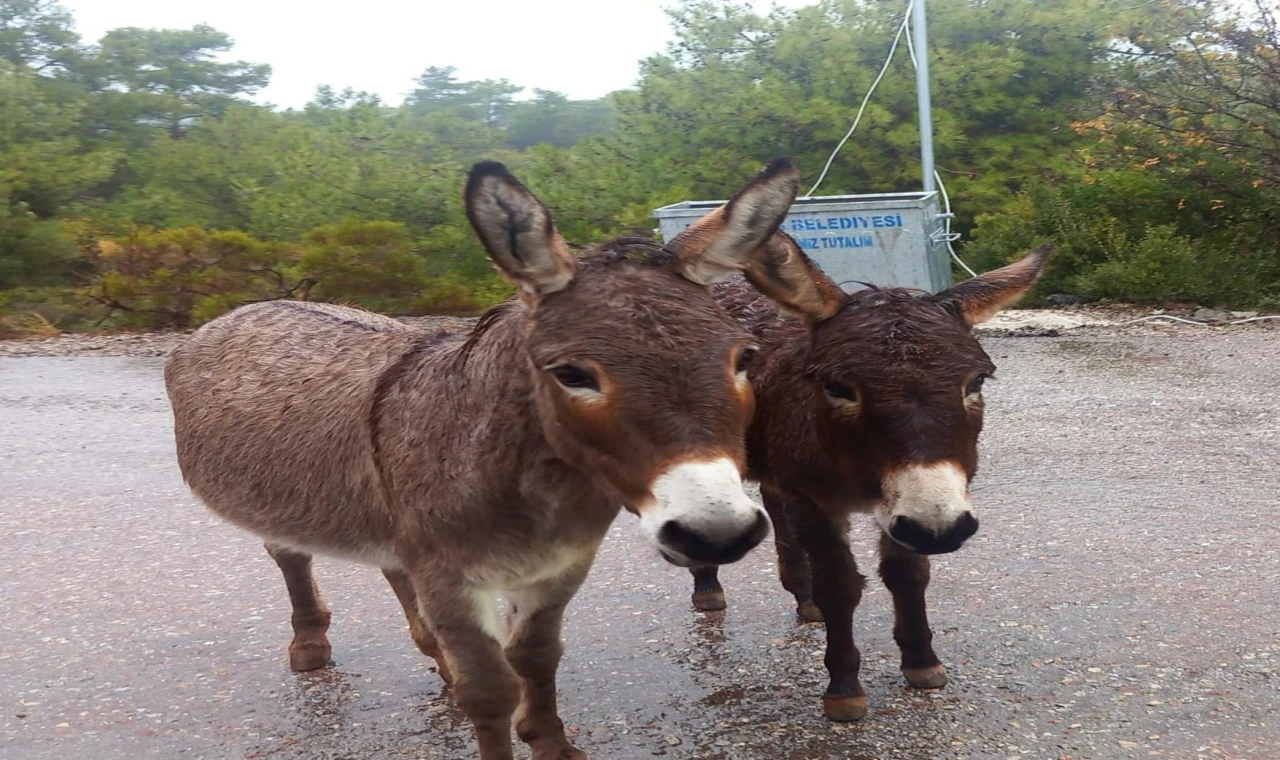 TÜİK Verileri Tek Tırnaklı Hayvan Sayısındaki Düşüşü Ortaya Koydu
