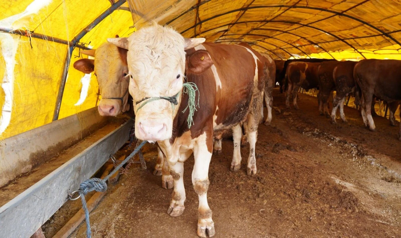 Demirci’de Hayvan Pazarı ve Mezbaha İçin Entegre Tesis Planı