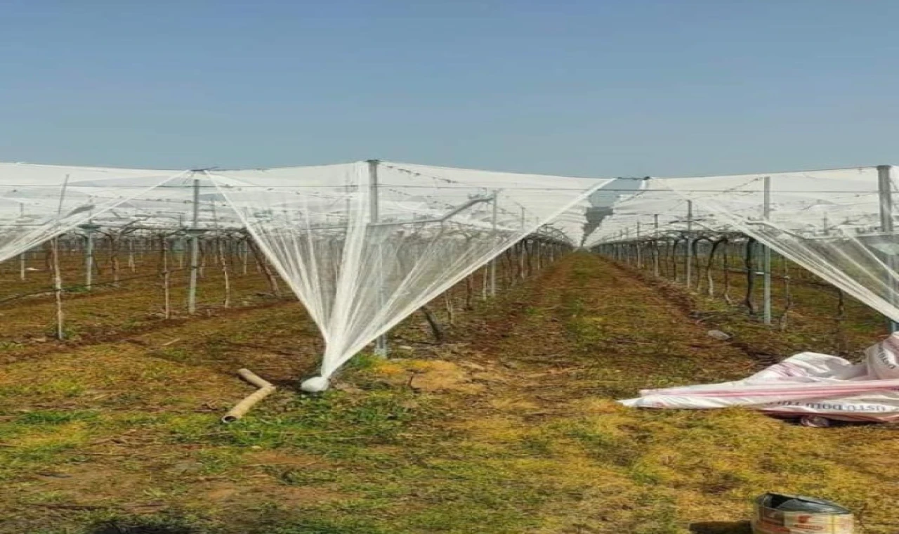 Manisa’da Sultaniye Üzüm Bağları Doluya Karşı Fileyle Korunuyor