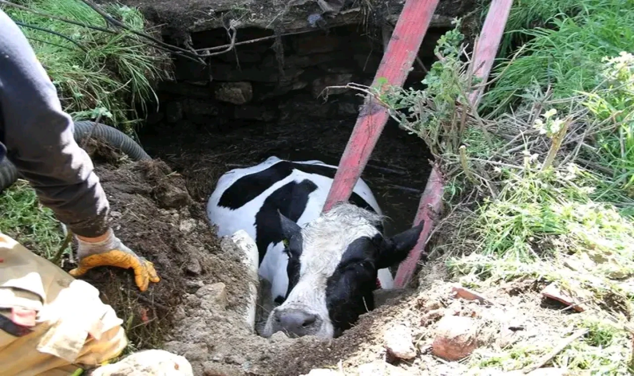 Kula Kırsalında Kuyuya Düşen Gebe İnek Kurtarıldı