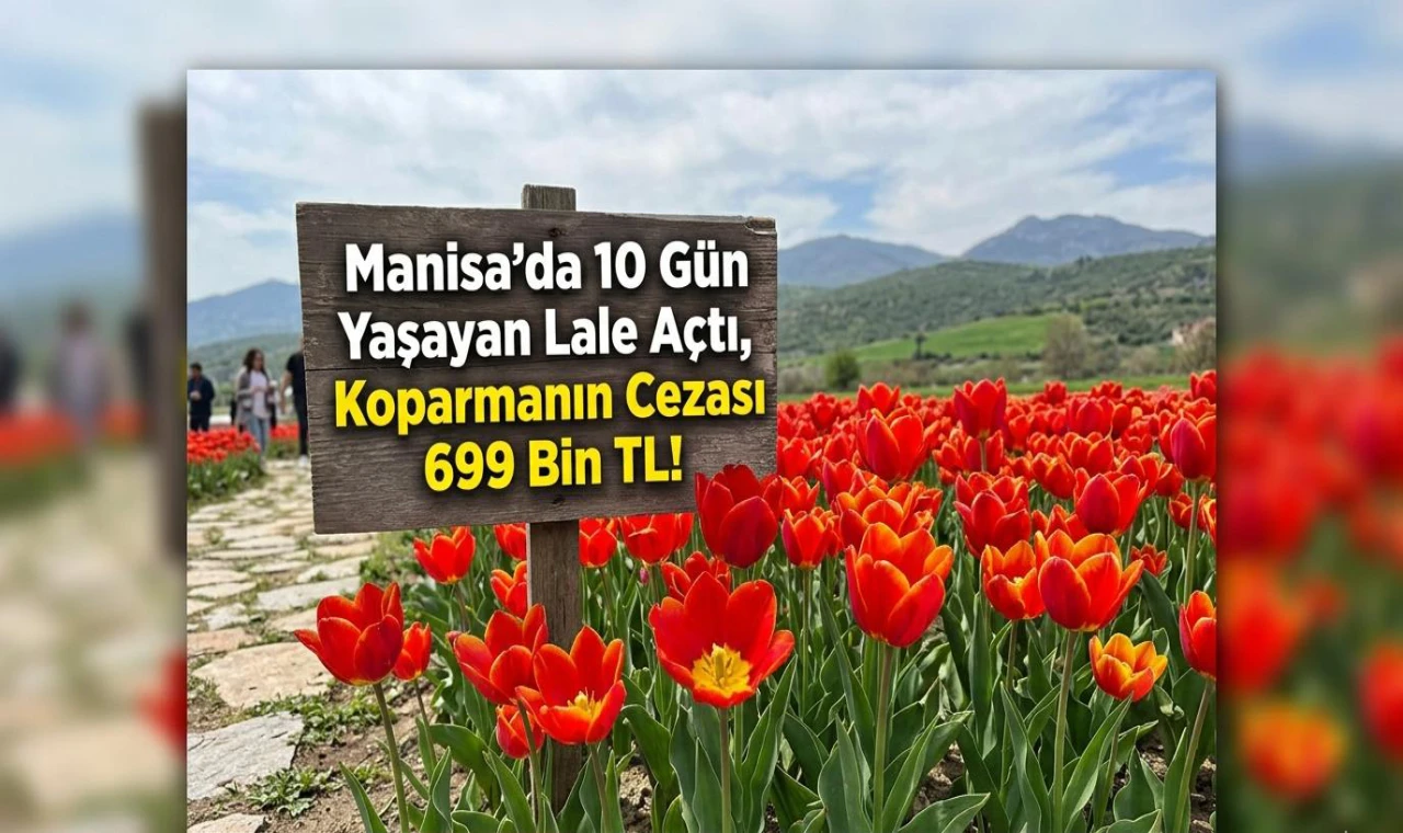 Manisa’da 10 Gün Yaşayan Lale Açtı, Koparmanın Cezası 699 Bin TL!