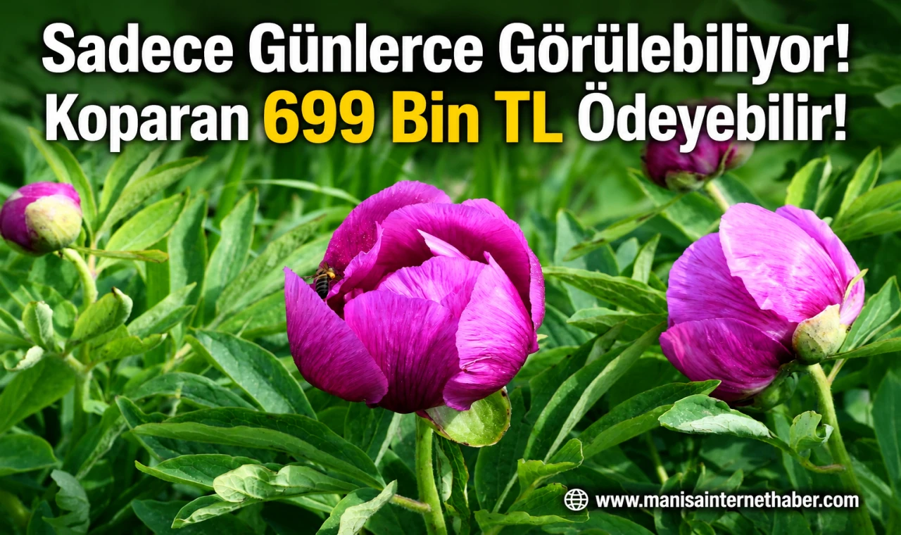 Bu Çiçeğe Dokunmanın Bedeli 699 Bin TL!