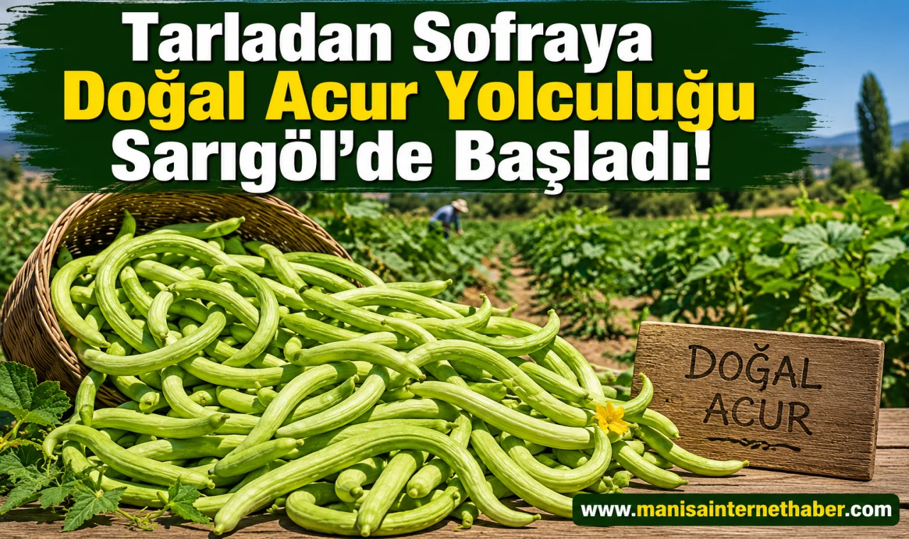 Sarıgöl’de Doğal Acur Hasadı Başladı Turşuluk Acura Yoğun İlgi