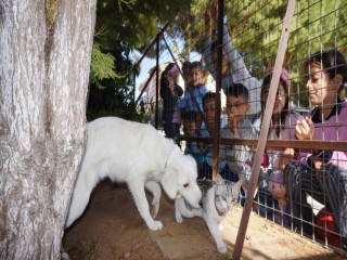 KEDİ VE KÖPEĞİN DOSTLUĞU OKULDA PEKİŞTİ