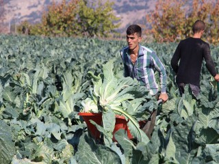 MANİSA'DA ERKENCİ KARNABAHAR HASADI