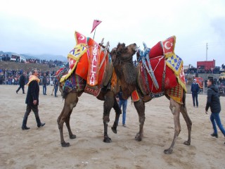 İLÇEDE DEVE GÜREŞİ FESTİVALİ HAZIRLIĞI