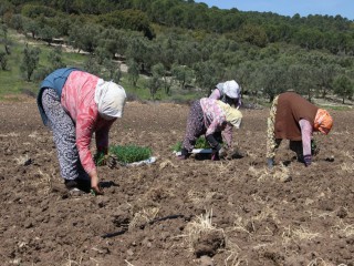 DOMATES FİDELERİ TOPRAKLA BULUŞTU