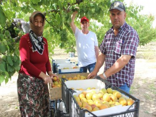 SOFRALIK KAYISIDA İLK HASAT