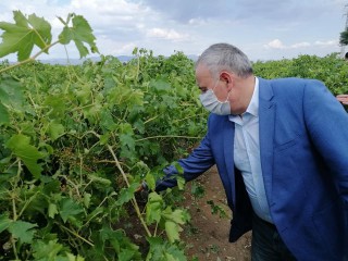 DOLUNUN ZARAR VERDİĞİ BAĞLAR İNCELENDİ