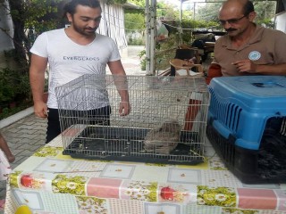 KEDİLERİN SALDIRDIĞI BAYKUŞ KURTARILDI