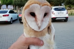 YOLDA BULUNAN BAYKUŞ KORUMAYA ALINDI