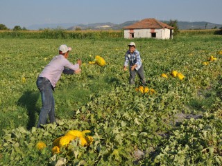 KIRKAĞAÇ KAVUNUNDA HASAT BAŞLADI