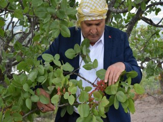 YUNUSEMRE 20 BİN FİDAN DAĞITTI