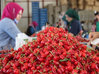 KİRAZDA REKOLTE DÜŞTÜ FİYATLAR ARTTI