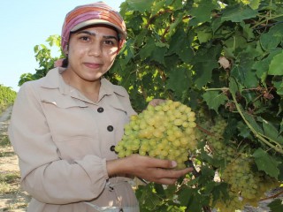 SULTANİ ÜZÜMDE HASAT BAŞLADI