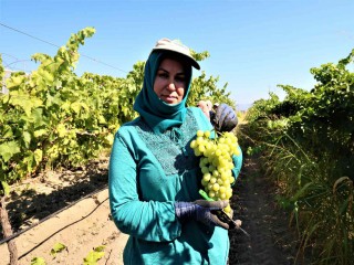 MANİSA'DA ÜZÜM HASADI BAŞLIYOR