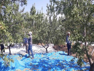 SARIGÖL'DE BADEM HASADI BAŞLADI