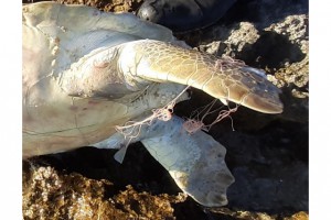 CARETTA CARETTA ÖLÜ BULUNDU