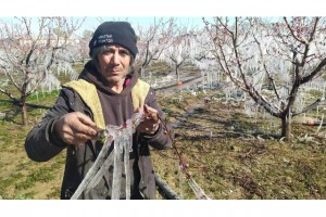 AĞAÇLARI SOĞUKTAN KORUMAK İÇİN İLGİNÇ YÖNTEM